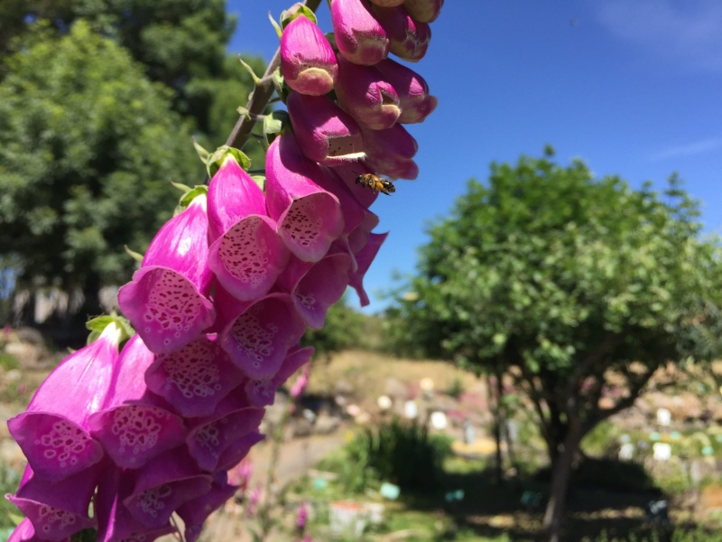 Floraisons au Jardin botanique de l'Aubrac