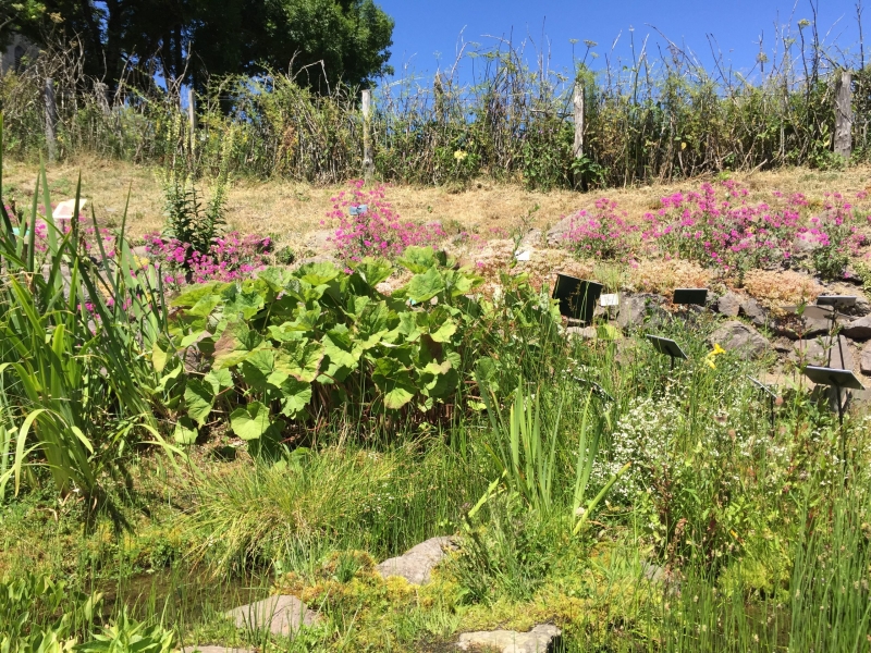 Floraisons au Jardin botanique de l'Aubrac