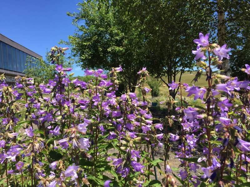 Floraisons au Jardin botanique de l'Aubrac