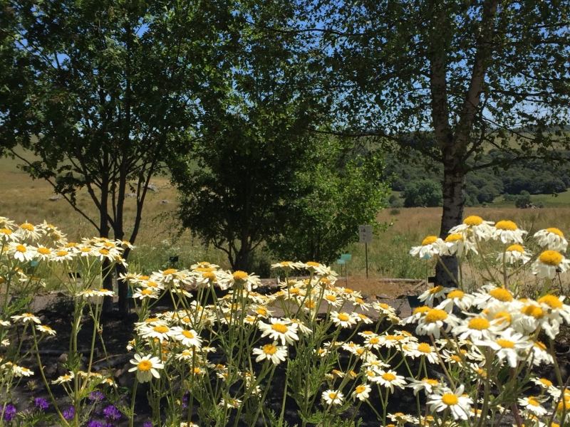 Floraisons au Jardin botanique de l'Aubrac