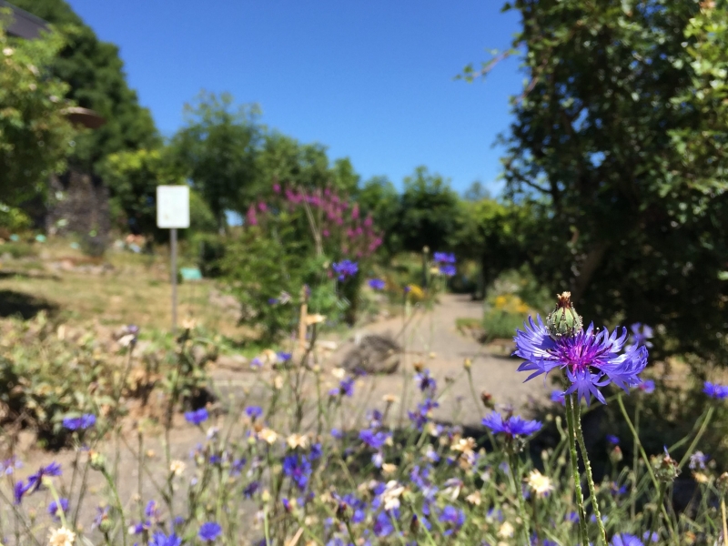 Floraisons au Jardin botanique de l'Aubrac