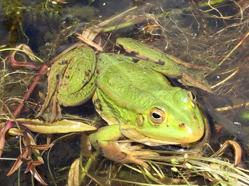 Grenouille dans la tourbière au Jardin botanique de l'Aubrac