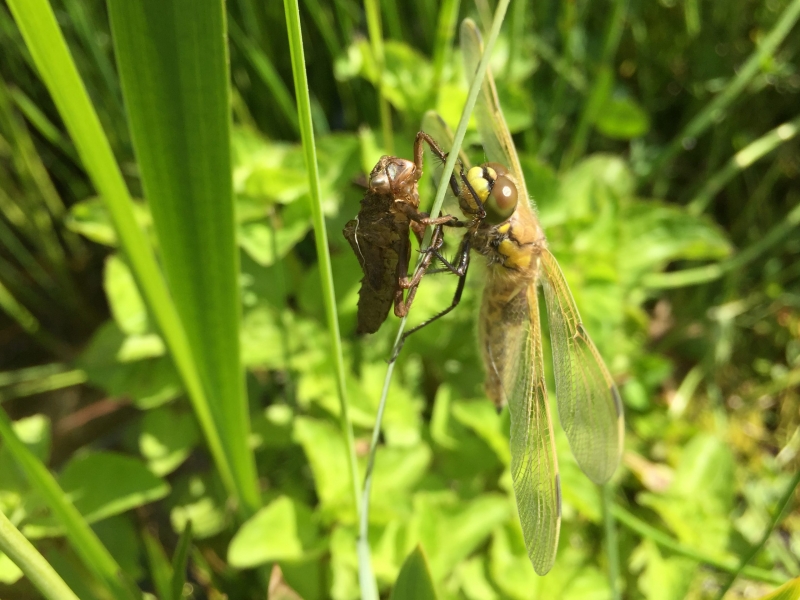 Libellule dans la tourbière au Jardin botanique de l'Aubrac